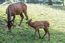 Aug. 4 - WCS Queens Zoo Debuts Roosevelt Elk Calf